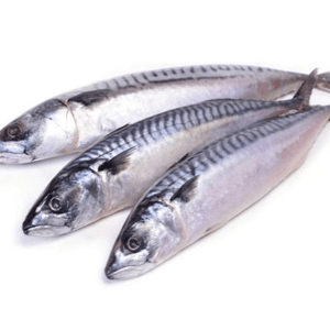 Mackerel fish | Titus fish - Fish Box | Sendus.ampflexi